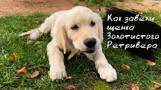 Как завели щенка Золотистого Ретривера  в 4 месяца | Golden Retriever 4 months old