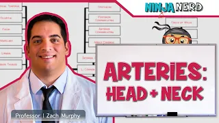 Circulatory System | Arteries of the Head & Neck | Flow Chart
