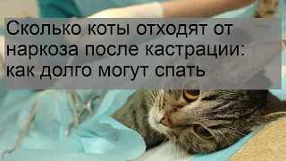 Сколько коты отходят от наркоза после кастрации: как долго могут спать