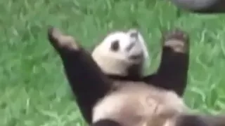 Весёлая панда|смешные приколы