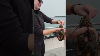 Lobstering in Portland, Maine with Lucky Catch