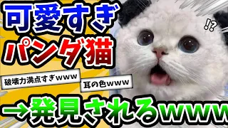 【2ch動物スレ】パンダみたいな猫さんの可愛さがヤバすぎた件ｗｗｗ