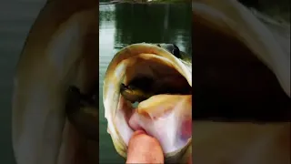 Bass Eats Megabass Dark Sleeper Jumps Out Of The Water