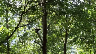 Black Bear Cub Gets Left Behind and Climbs Tree | Calls to Mama at the End