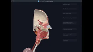 Nose and Nasal Cavity - part 1