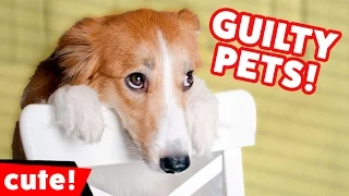 Funniest Guilty Pet & Animal Videos December 2016 Weekly Compilation | Kyoot Animals