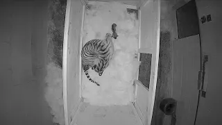 Rare Sumatran Tiger Birth at Memphis Zoo