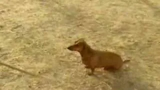 Oxen vs. Dachshund Sprint Commercial