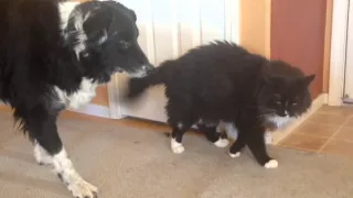 Border Collie Herding Cat to Waltz