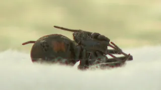 Crystal man hospitalized after being bitten by black widow spider while planting onions
