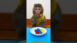 monkey eating candys #shorts #animals #short