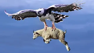 #eagleattackscompilation  [Best Eagle Attacks Compilation]