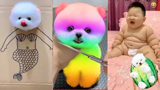 Tik Tok Chó Phốc Sóc Mini 😍 Funny and Cute Pomeranian #400