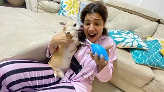 Finally got LIFE Saving PUMP for CANDY Puppies❤️| Ss Vlogs :-)