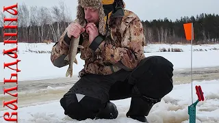 ТАСКАЛИ ЩУКУ ПОКА НЕ НАДОЕЛО! Рыбацкий промысел с  большим УЛОВОМ ? щука на жерлицы