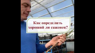 Как определить хороший ли саженец?