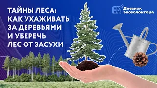 Как ухаживать за лесом: всё о лесном волонтёрстве | Урок 7 | Дневник волонтёра