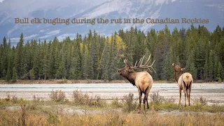 Bull elk bugling during the fall rut in the Canadian Rockies.
