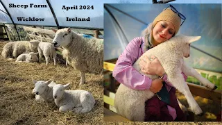 Sheep Farm Sheepdog Shepherd Dog Tour , Ireland April 2024 - 4k