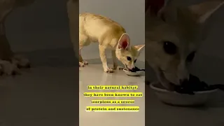 Fennec fox vs Scorpion