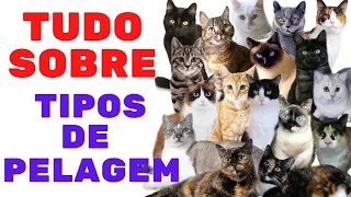 QUER SABER QUAL É O NOME DA PELAGEM DO SEU GATO ? /Vida de Gato