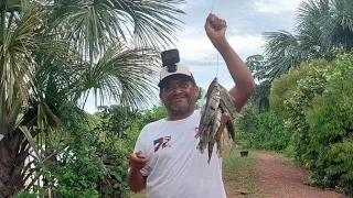 Pescaria com vara que tirei no meio do mato e rachei de pegar peixe foi tudo lindo