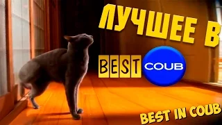 Смешные ПРИКОЛЫ 2015 COUB & VINE # 65 Funny video Best fails Compilation Подборка смешных видео