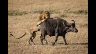 Loin hunting buffalos #lions #hunt #buffelo