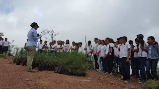 30 de mayo día del Árbol Nacional de Honduras.