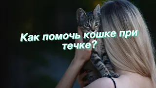 Как помочь кошке при течке?