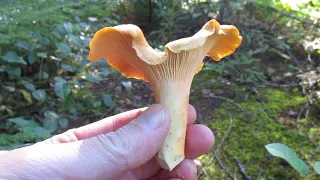 Finding and Cooking Chanterelle Mushrooms