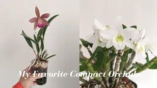 My Favorite Compact Orchids | What to buy After your First Phalaenopsis?