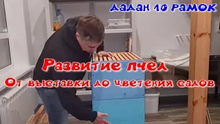 Технология содержания пчел в 10 рамочных ульях. От выставки пчел до цветения садов.