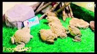Rare lovly Frog Wonderful bangla Bullfrog Video | Frog Sounds