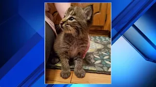 Family's new kitten turns out to be a bobcat