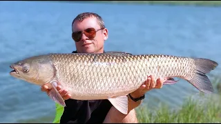 Амур ломает подхват и даёт драпа. Ферментированная кукуруза в деле