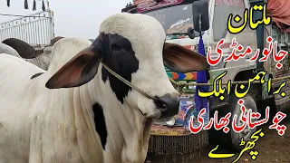 Multan Cow Mandi Barhman Ablak Or Cholistani Khubsurat Bhari Bachray | SS Tv |