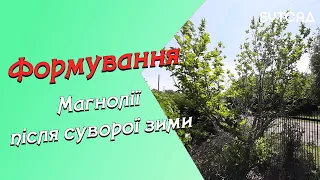 Формування МАГНОЛІЇ після суворої зими. UA та RUS субтитри