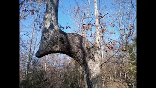 The Truth About Mysterious Bent Trees Of The Forest.