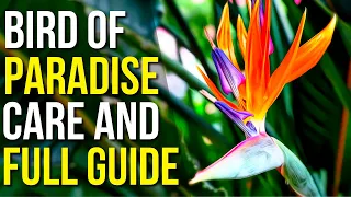 Bird Of Paradise Care And Info | Bird Of Paradise Plant Care Tips