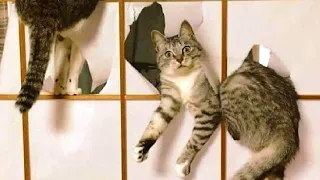 Best Funny Animal Videos 2023 - Funniest Cats And Dogs Video - Part - 114