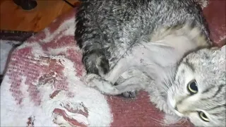 Из турецкого госпиталя Хасвет нам кошку вернули полуживой  Её там заморили голодом