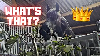 What is that!?? I just try. It's scary but also delicious! | Friesian Horses