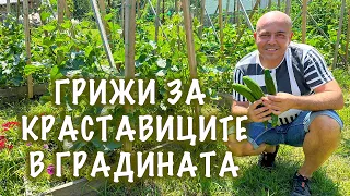 КРАСТАВИЦИТЕ ПРЕЗ ЛЯТОТО - Как с Албена се грижим за тях в градината ни с повдигнати лехи.