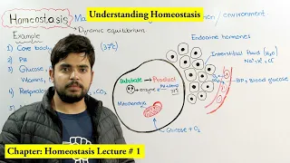 Homeostasis Introduction and Overview