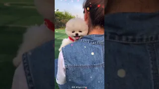 Mini Pomeranian 😍🐶 Funny and Cute Pomeranian Videos | Funny Puppy Videos #Shorts #Viral #Dogs