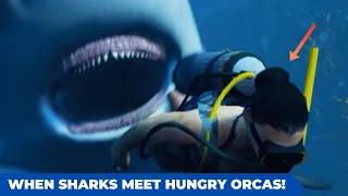 When Sharks Meet Hungry Orcas! Sharks Hungry- Sharks- BHR Natural Beauty