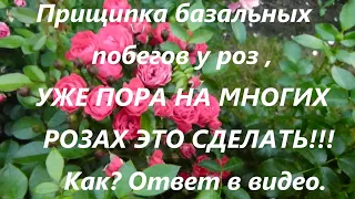 Прищипка базальных побегов у роз ,УЖЕ ПОРА НА МНОГИХ РОЗАХ ЭТО СДЕЛАТЬ!!! как? Ответ в видео.