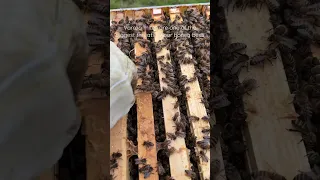 Varroa mite treatment of honey bees. Save the bees 🐝