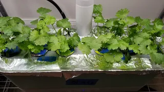 Grow Cilantro in Aerogarden Harvest Hydroponics System